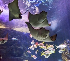 Ripley's Aquarium of Canada