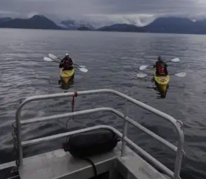 Kayaking with Whales