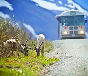 Tundra Wilderness Tour