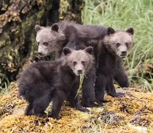 Grizzly Bears of Khutzemateen