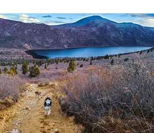 Sky High Wild - Hike with the Huskies