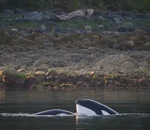 Jamie's Whalewatching