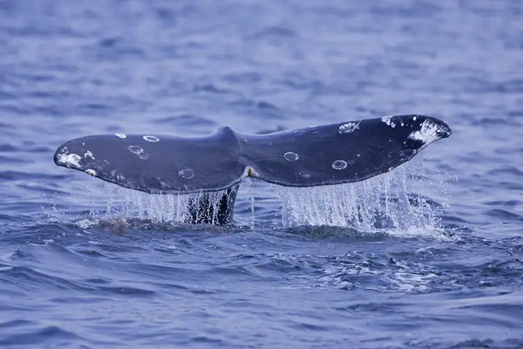 Jamie's Whalewatching