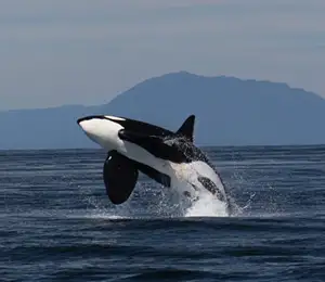 Whale Watching Strait of Georgia