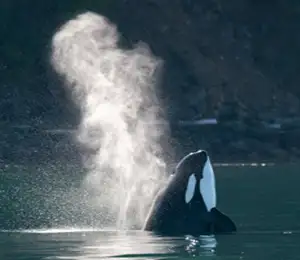 Whale Watching Strait of Georgia