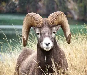 Wildlife Discovery Tour