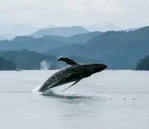 Whalewatching - Prince of Whales