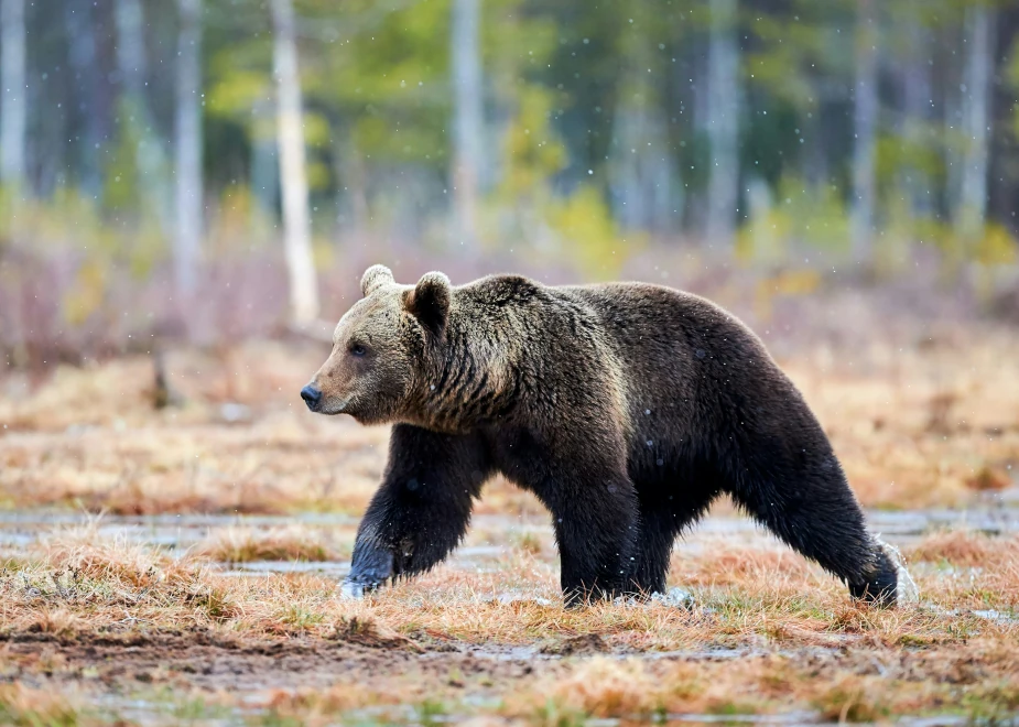 Abenteuer Jasper: Grizzly Wildlife im Jasper Nationalpark